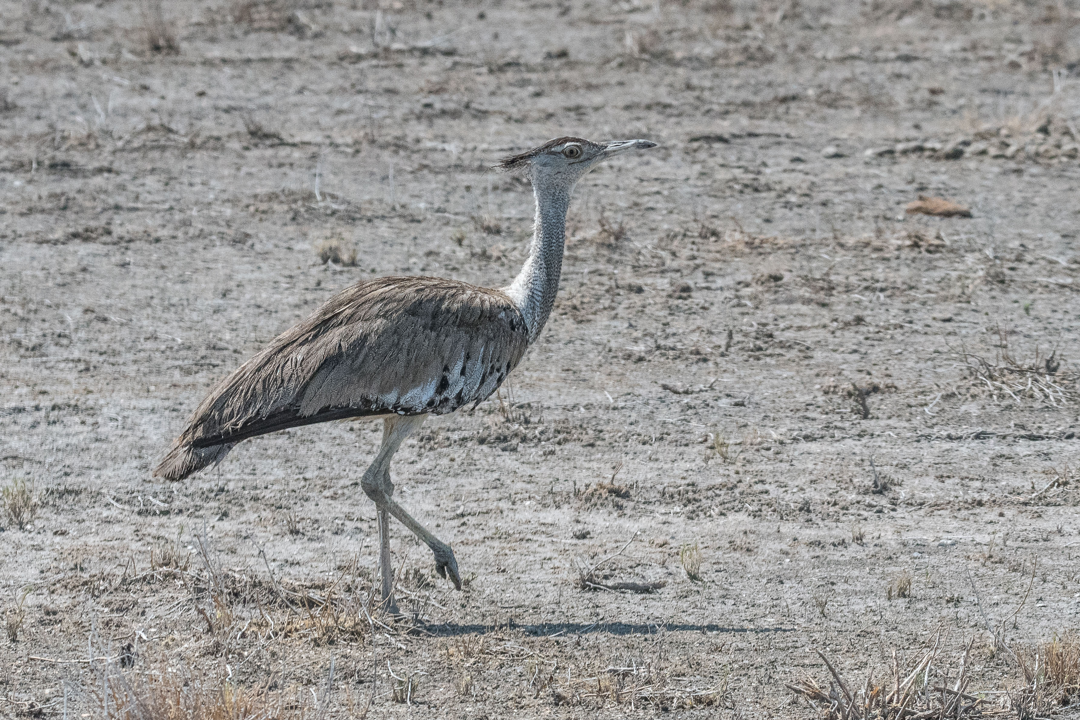 Outarde Kori (Kori bustard, Ardeotis kori), probable femelle, Namutoni, Parc National d'Etosha, Namibie.